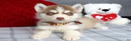 Siberian Husky dogs for sale: Cupid  - Ad 5