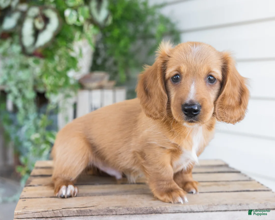 Dachshund dogs for sale: Harvey - Ad 1
