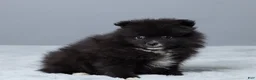 Pomeranian dogs for sale: Lainy - Ad 3