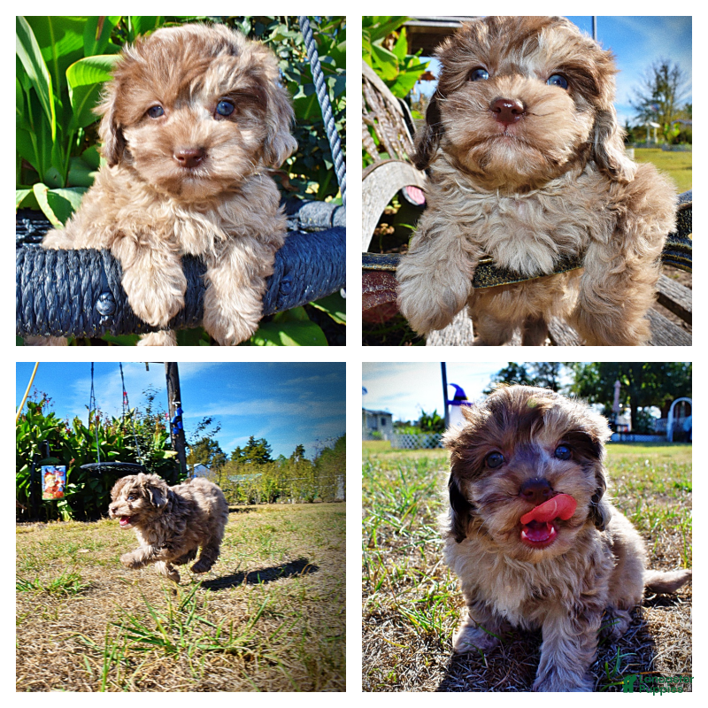 Havapoo dogs for sale: Picasso - Ad 1