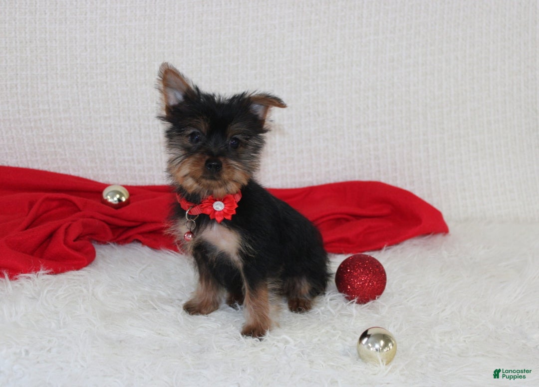Yorkshire Terrier dogs for sale: Donnie - Ad 8