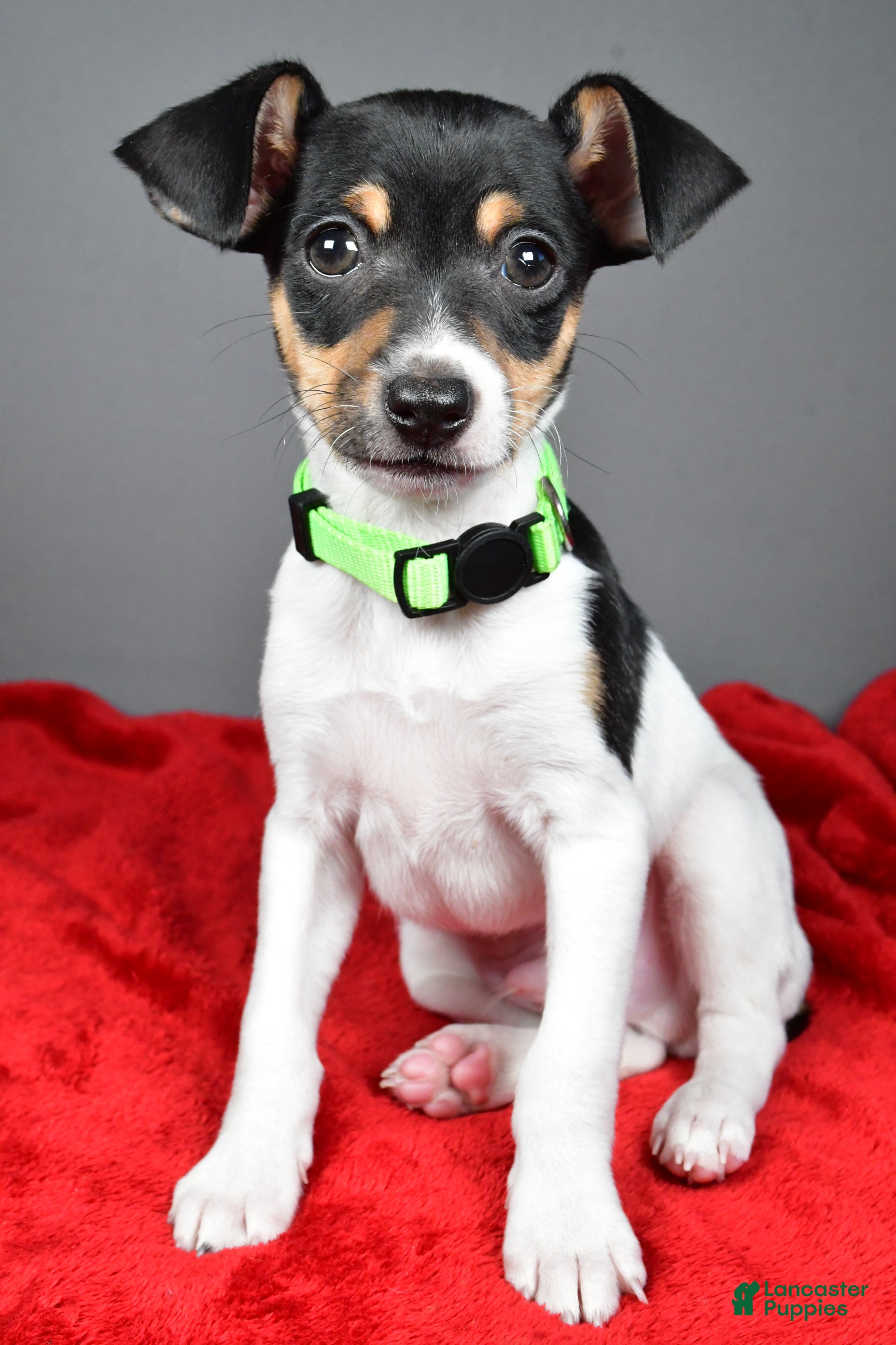 Toy Fox Terrier dogs Parker - Ad 1