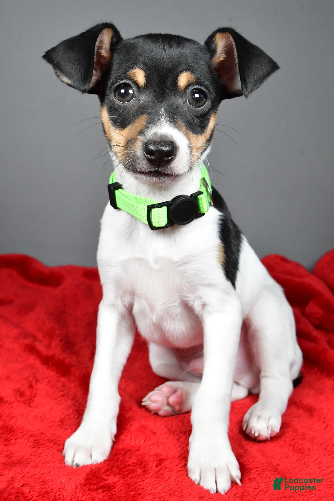 Toy Fox Terrier dogs for sale: Nash - Ad 2