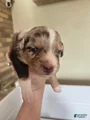 Australian Shepherd Puppy 2