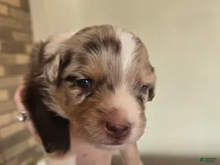 Australian Shepherd dogs for sale: Australian Shepherd Puppy 2 - Ad 2