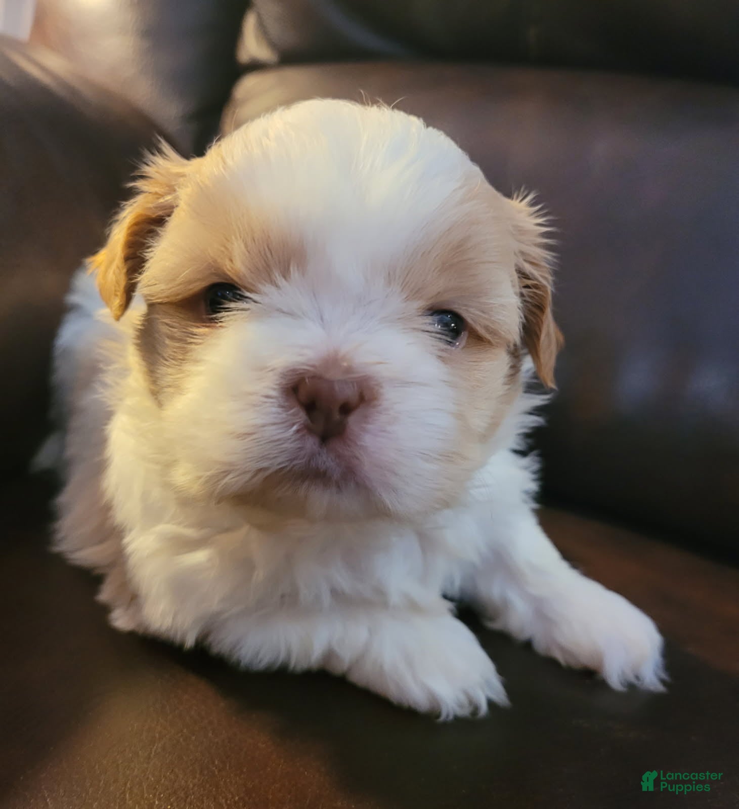 Shih Tzu dogs Shih Tzu Male - Ad 2