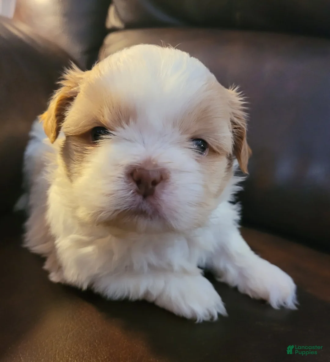 Shih Tzu dogs for sale: Shih Tzu Male - Ad 2