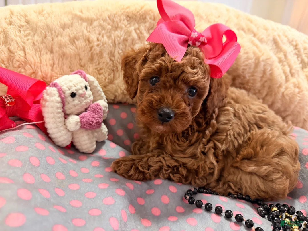 Toy Poodle dogs for sale: Toy Poodle Puppy 2 - Ad 1