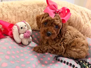 Toy Poodle dogs for sale: Toy Poodle Puppy 2 - Ad 2