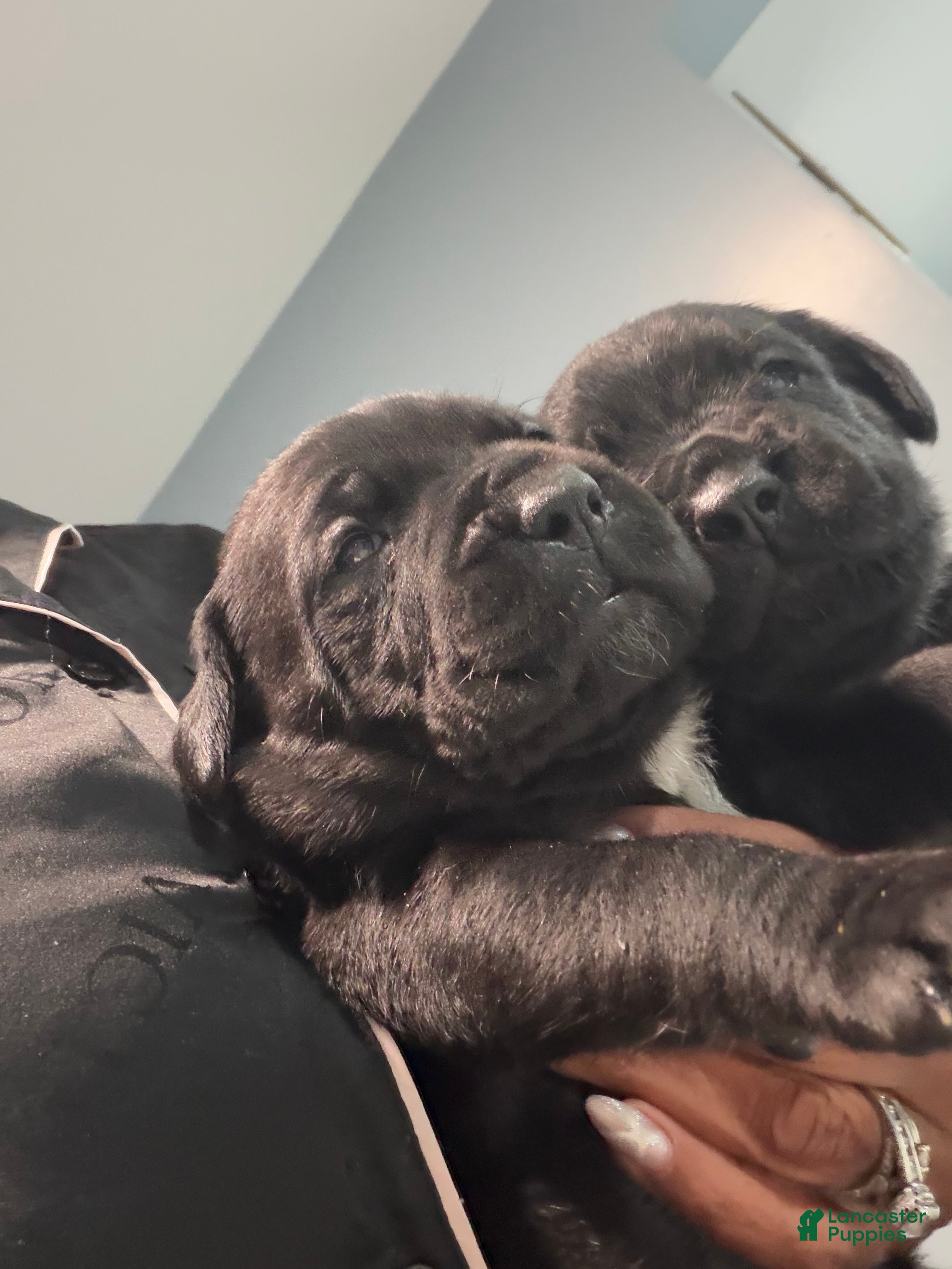 Cane Corso dogs Cane Corso 4 - Ad 1