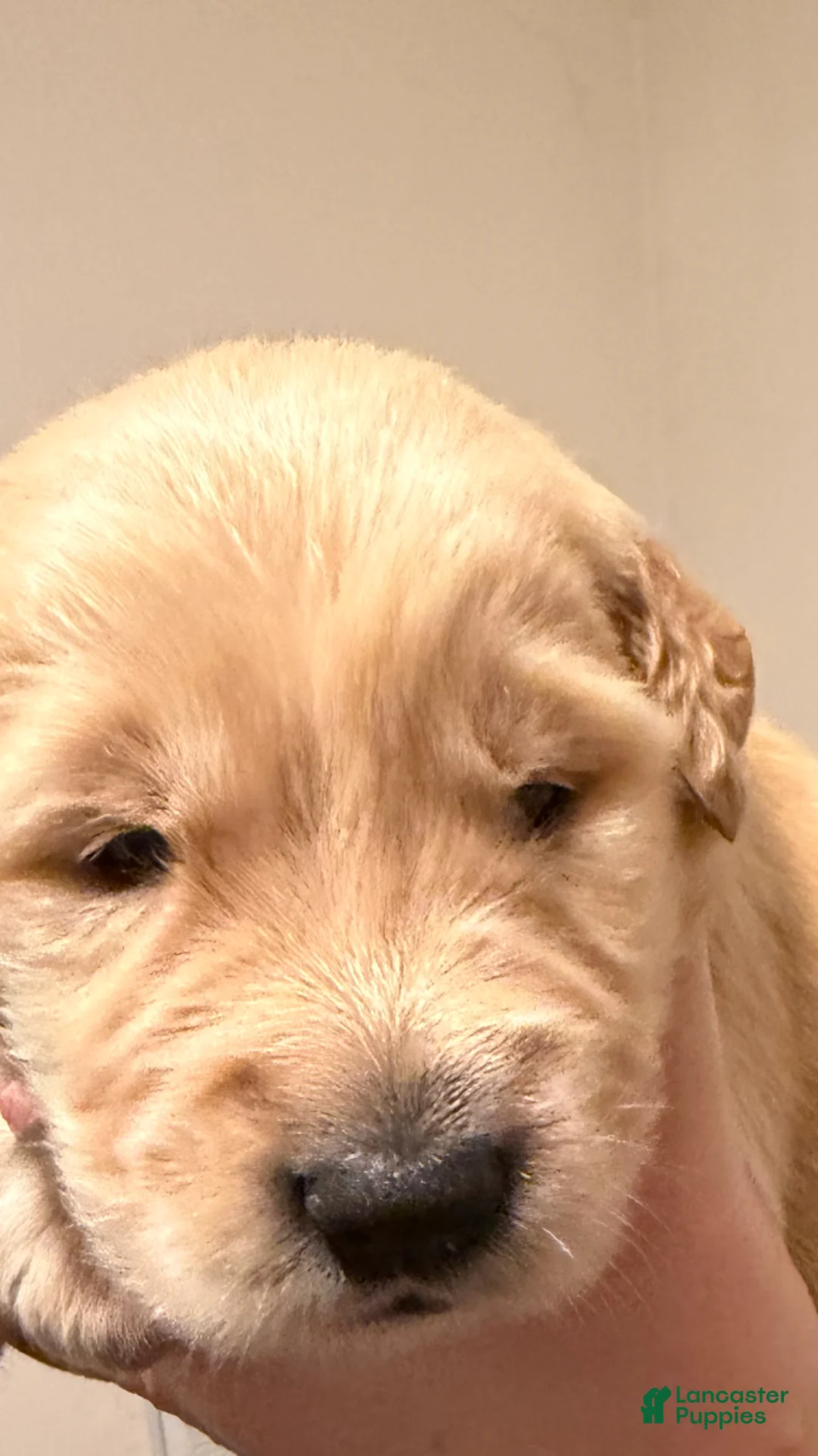 Golden Retriever dogs for sale: Golden Retriever 2 - Ad 2
