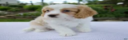 Cavapoo dogs for sale: Dash - Ad 3