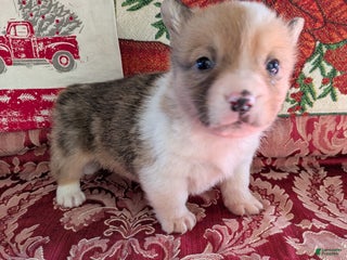 Welsh Corgi Pembroke dogs Fonzie - Ad 29