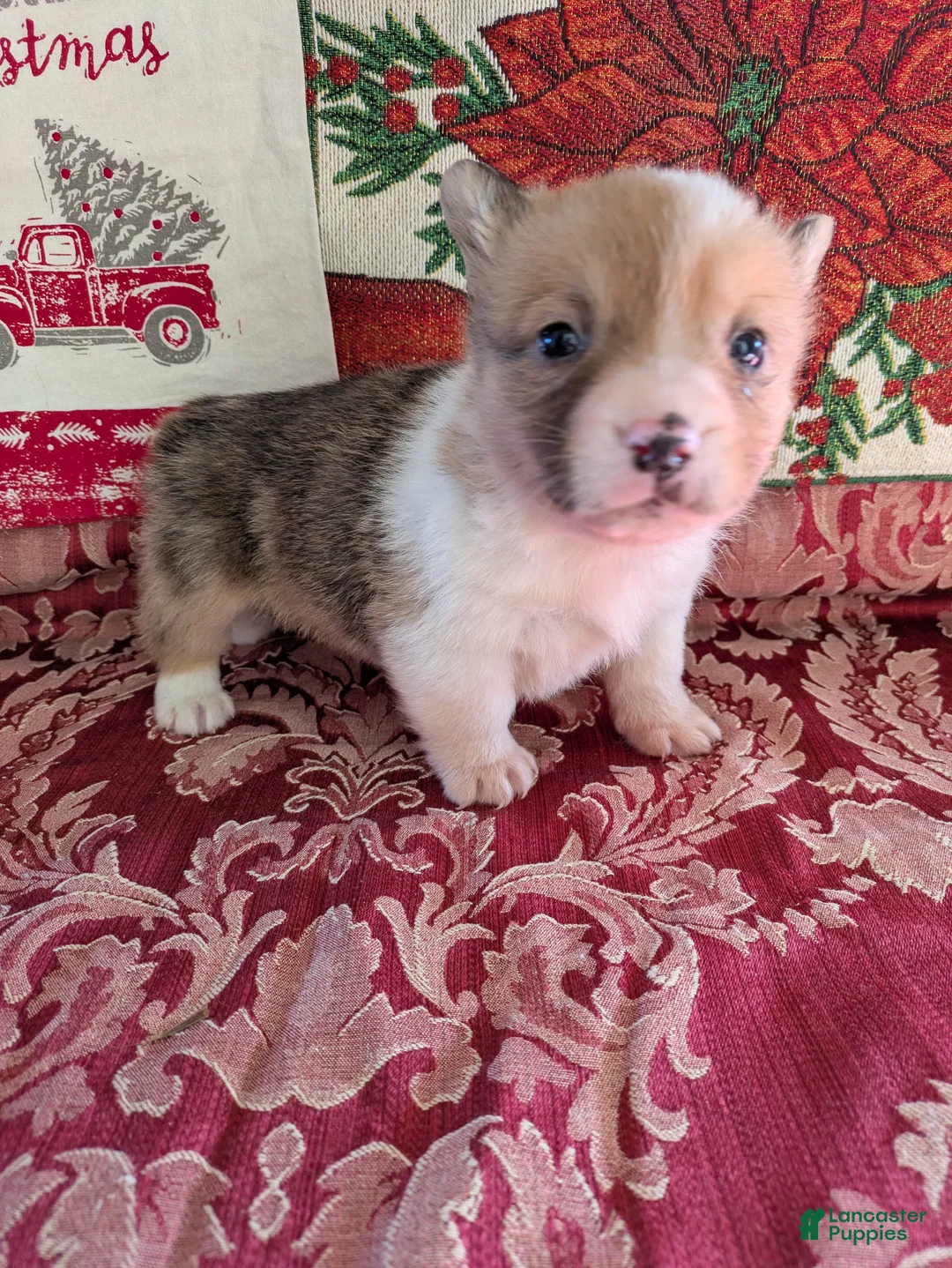 Welsh Corgi Pembroke dogs for sale: Fonzie - Ad 1