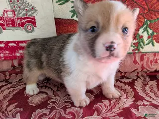 Welsh Corgi Pembroke dogs Fonzie - Ad 21