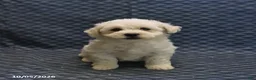 Mixed Breed dogs for sale: Tyler - Ad 1