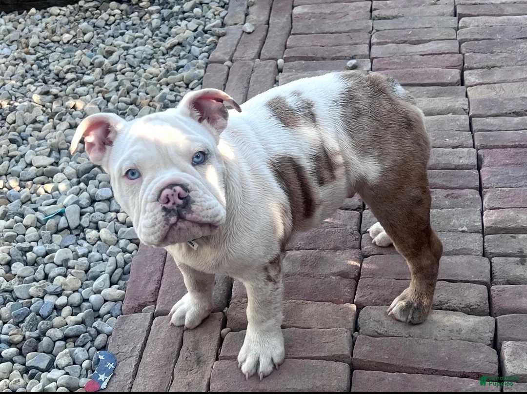 English Bulldog dogs for sale: English Bulldog 1 - Ad 2
