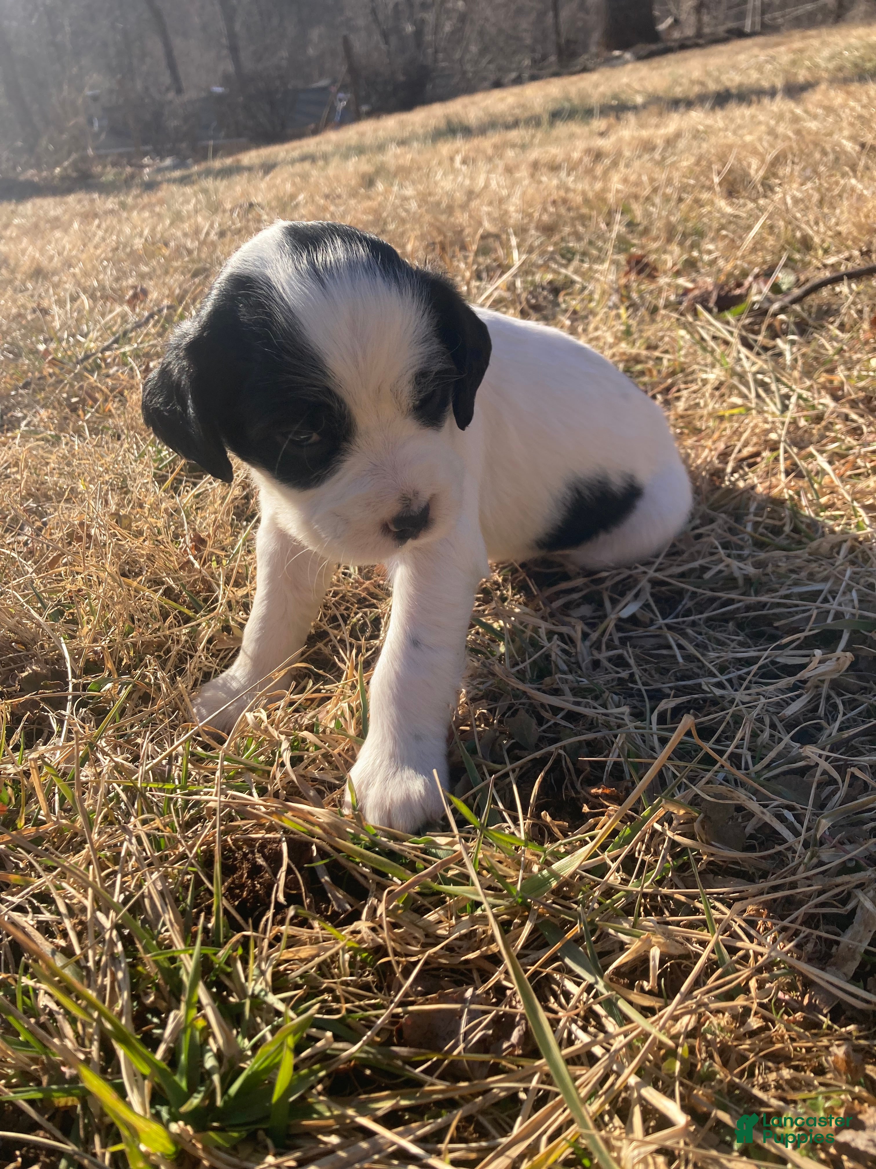 English Setter dogs Georgia - Ad 2