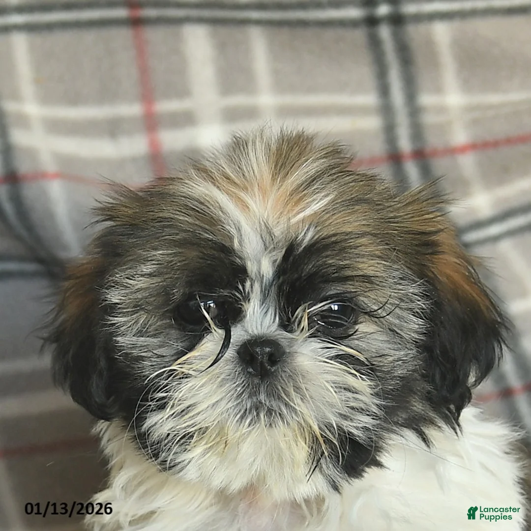 Shih Tzu dogs for sale: Moose Tracks - Ad 5