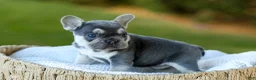 French Bulldog dogs for sale: Denver - Blue & Tan - Ad 4