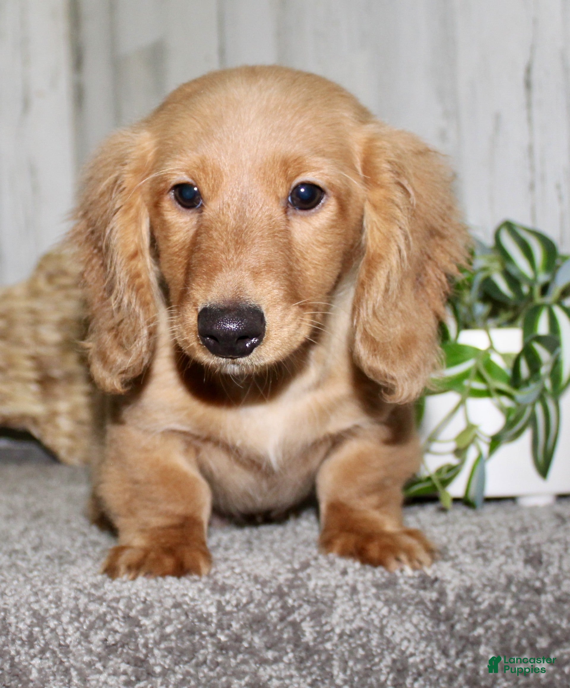 Miniature Dachshund dogs Romeo - Ad 2