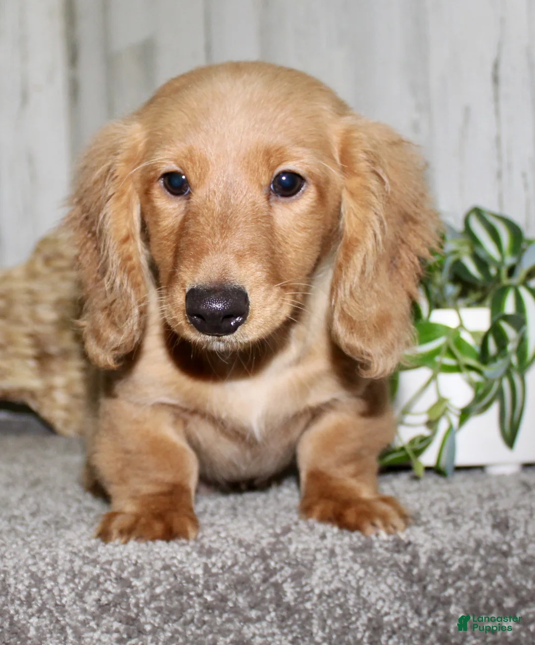 Miniature Dachshund dogs for sale: Romeo - Ad 2