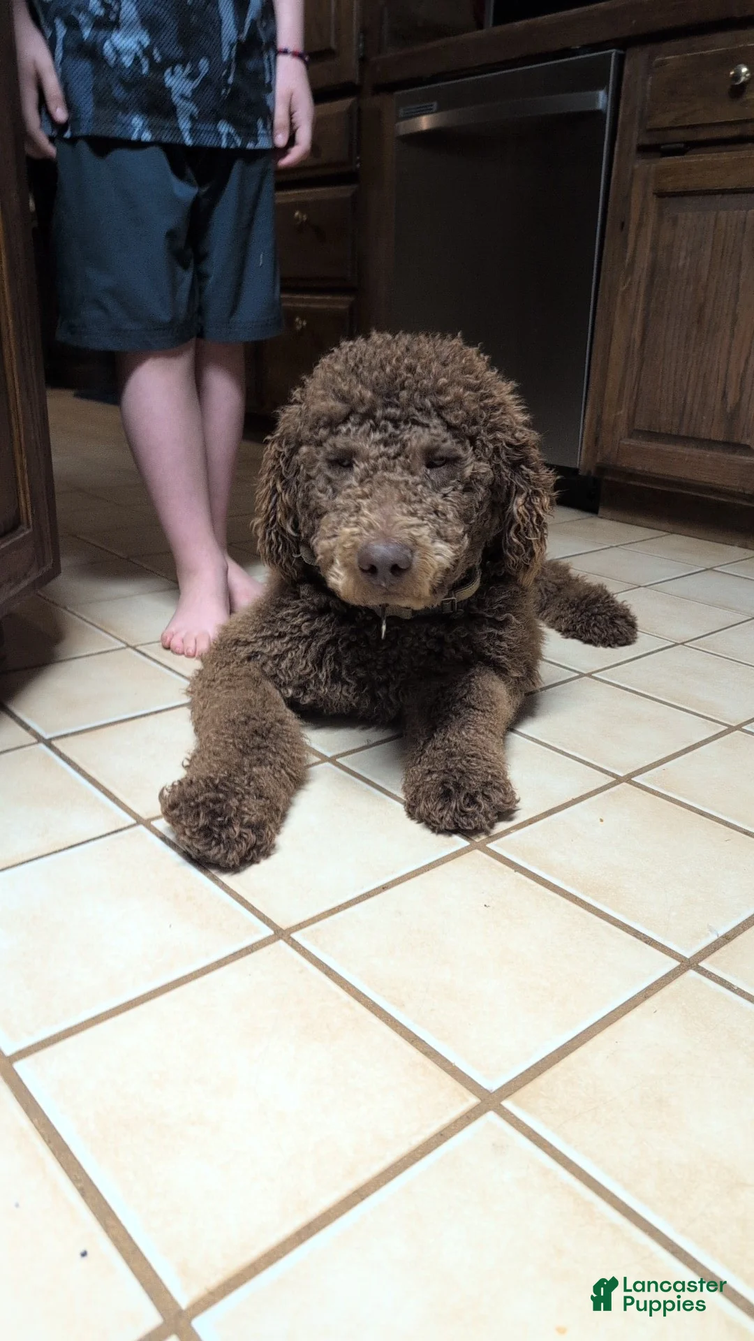 Standard Poodle dogs for sale: Standard Poodle Puppy 1 - Ad 1