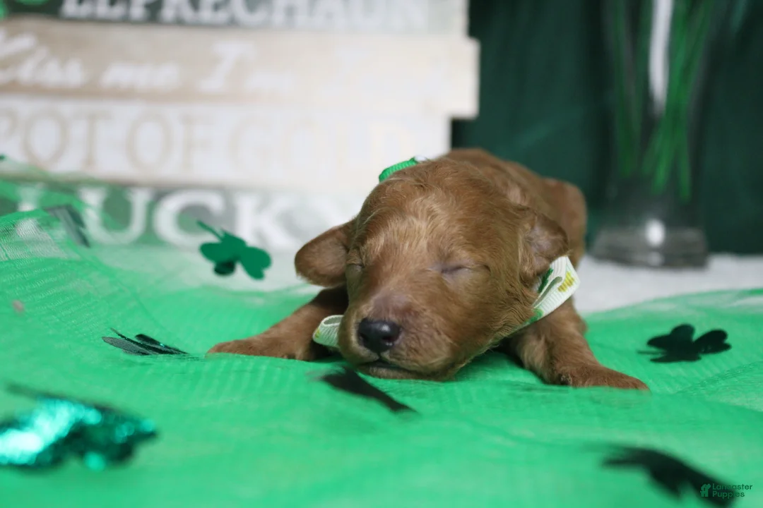 Miniature Poodle dogs for sale: Rufus  - Ad 2