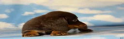 Miniature Dachshund dogs for sale: ACA Everest LH male PRA clear OFA Chic Parents - Ad 4