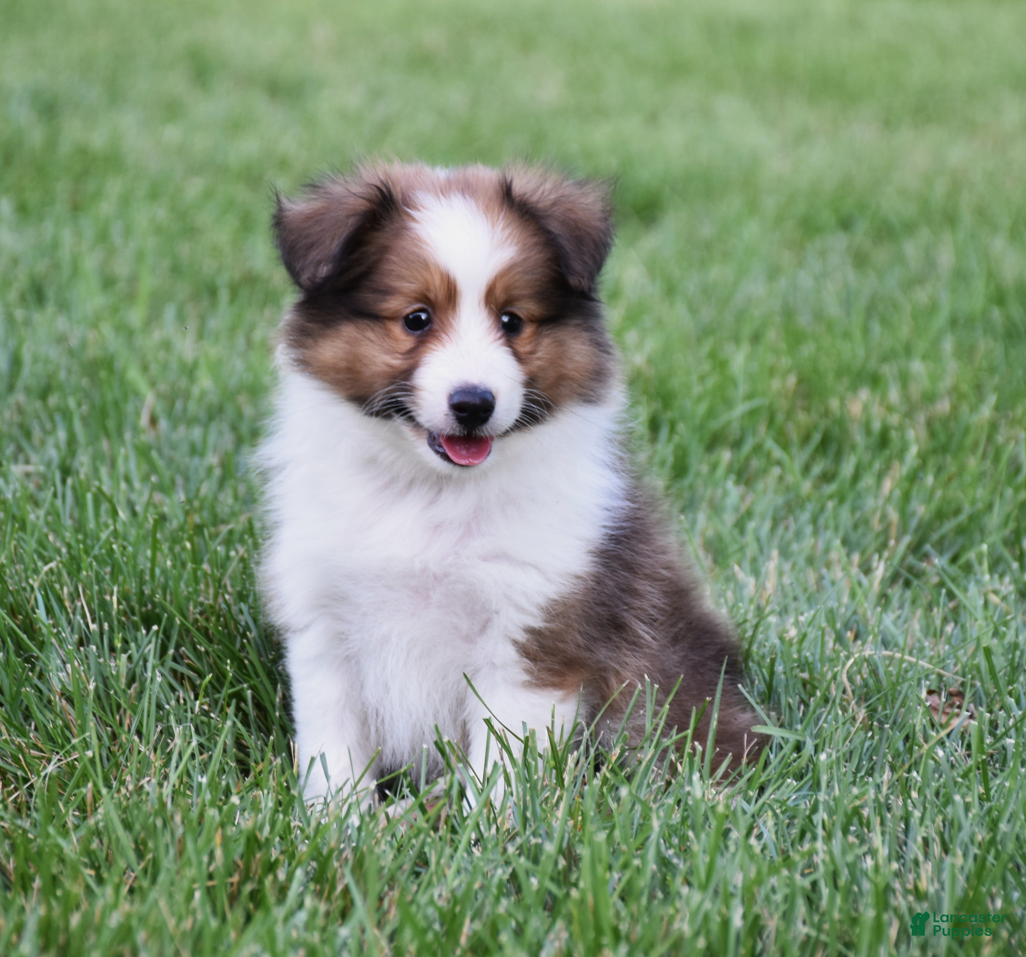 Shetland Sheepdog dogs Nico - Ad 1