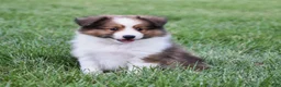 Shetland Sheepdog dogs for sale: Nico - Ad 1