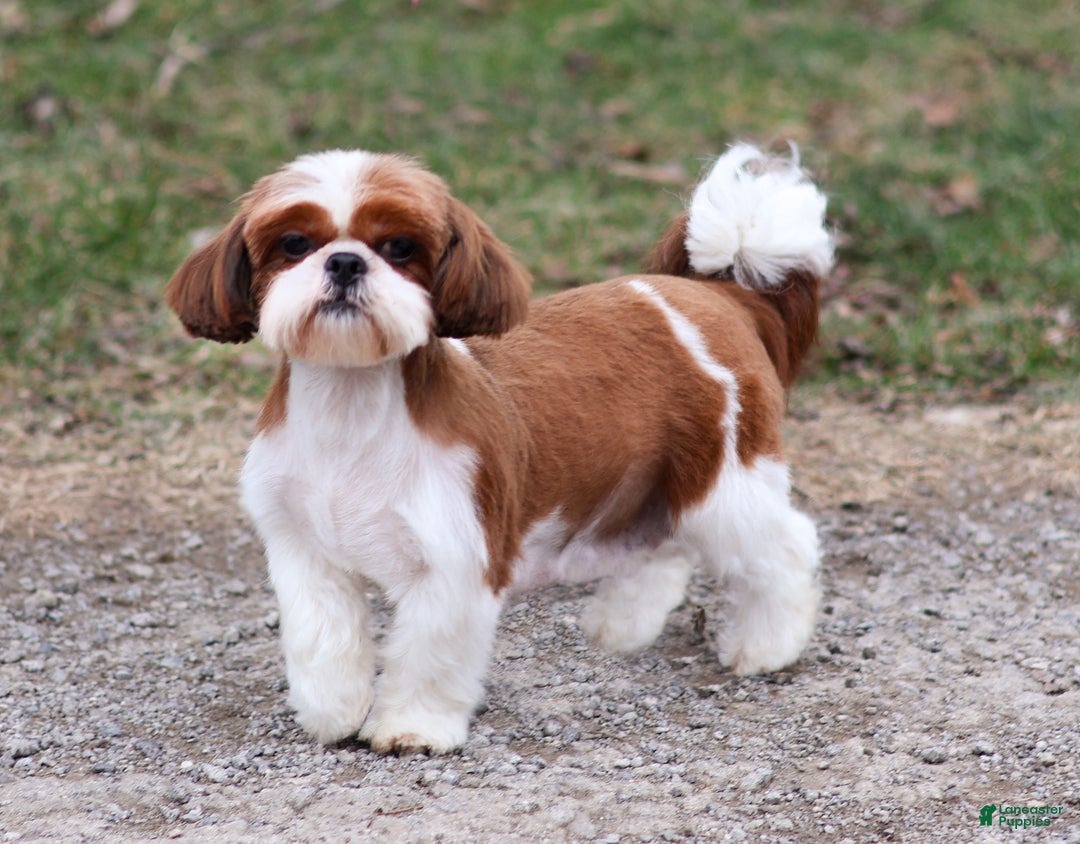Shih Tzu dogs for sale: Barnaby  - Ad 8
