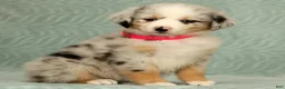 Australian Shepherd dogs for sale: Skye - Ad 3