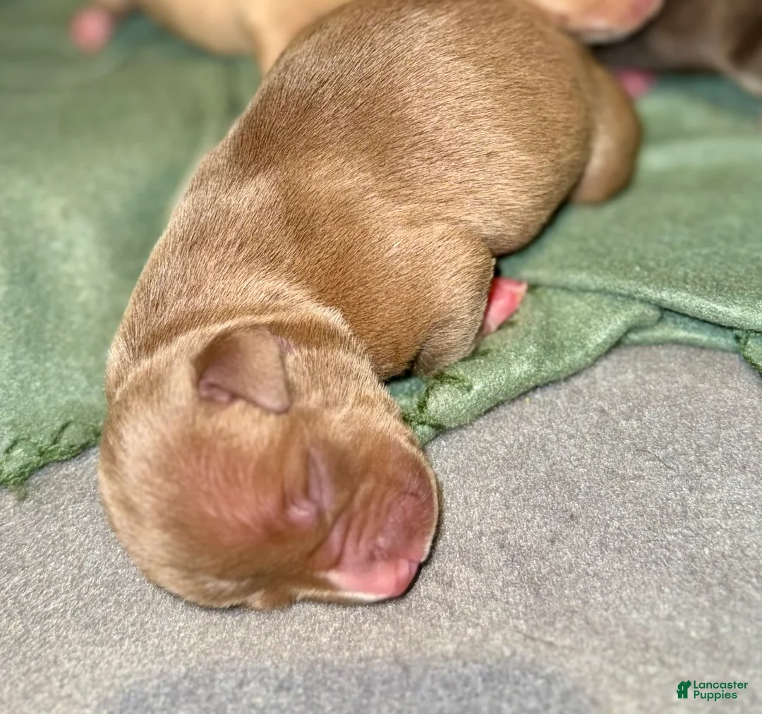 American Bully dogs for sale: American Bully Puppy 1 - Ad 1