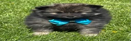 Pomeranian dogs for sale: Mystery - Ad 6