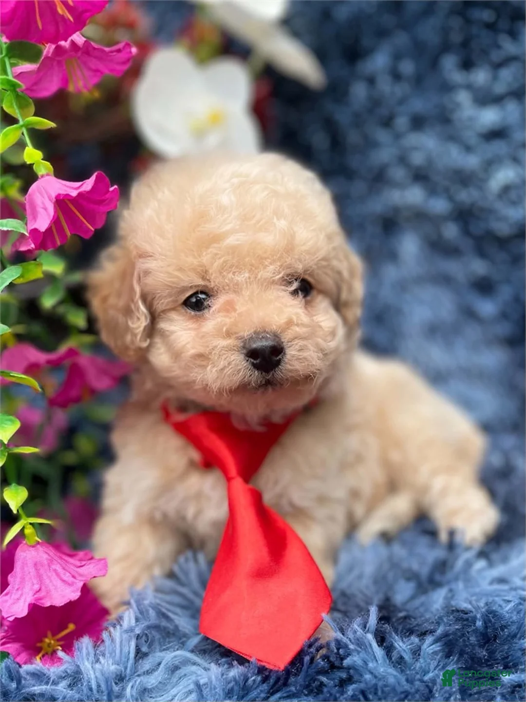 Toy Poodle dogs for sale: Toy Poodle 1 - Ad 3