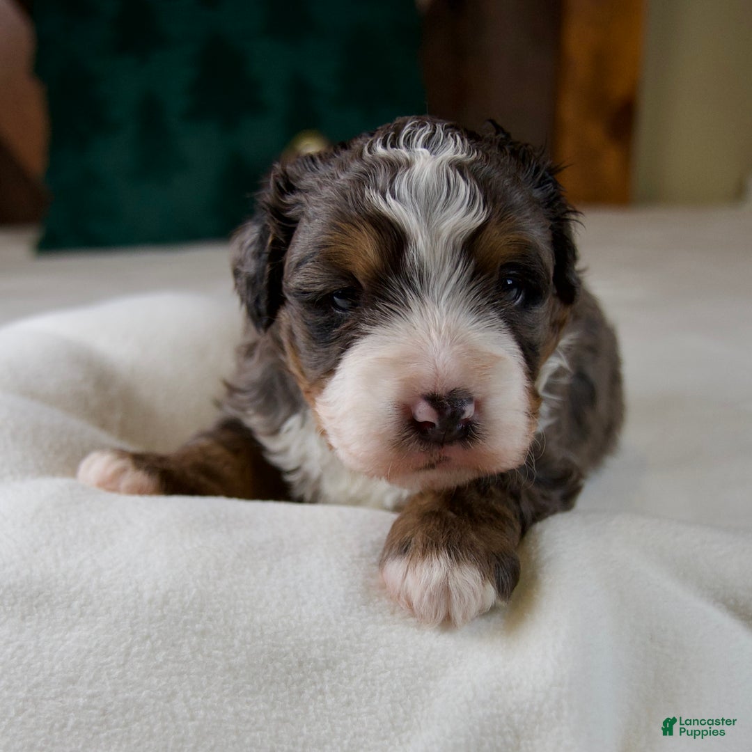 Mini Bernedoodle dogs for sale: Pudding Pop - Ad 8