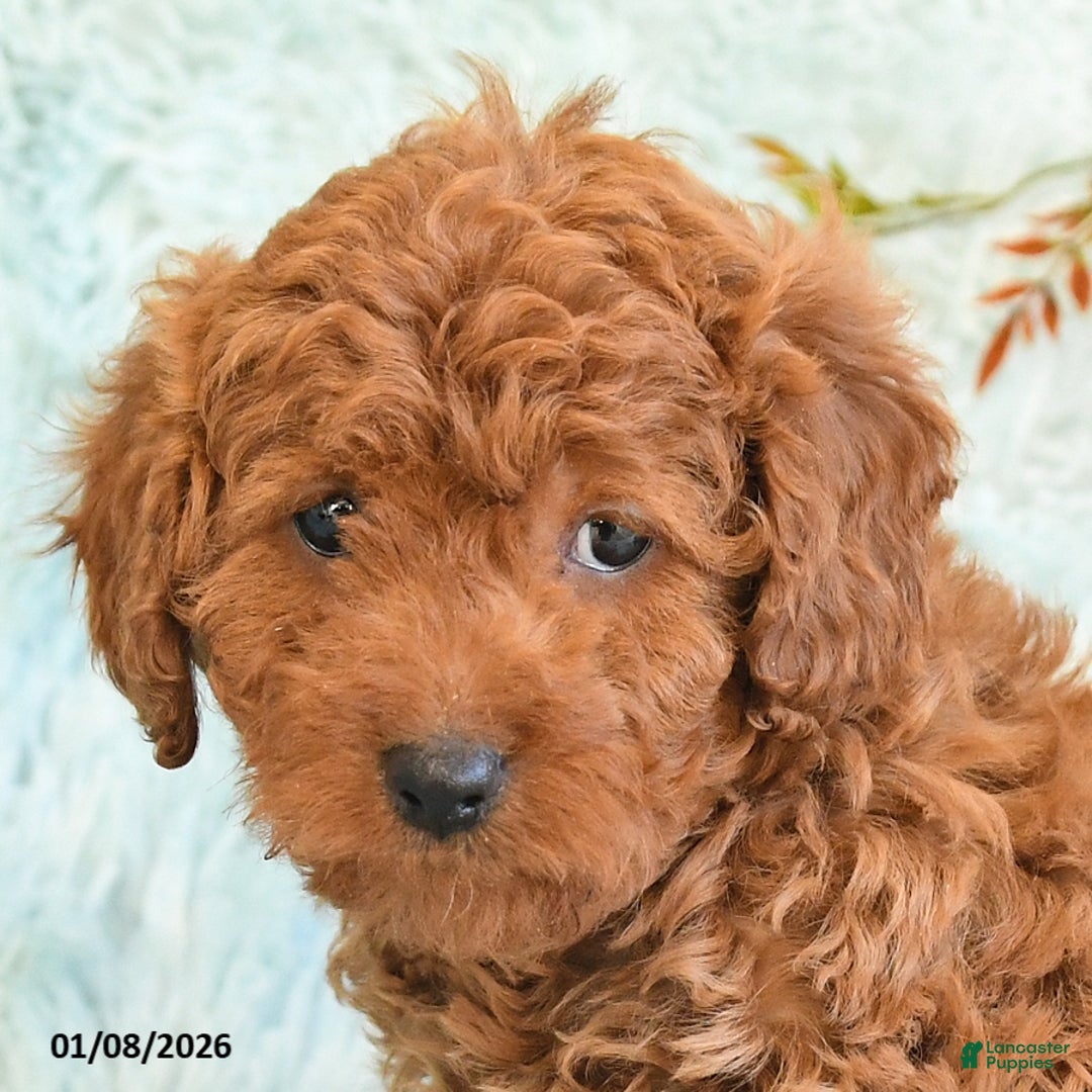 Cockapoo dogs for sale: Babs - Ad 3