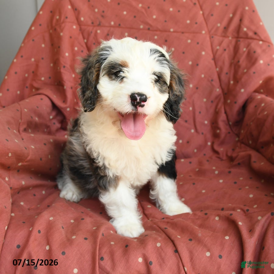 Mini Bernedoodle dogs Luna  - Ad 1