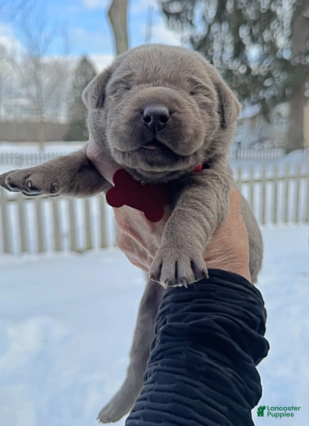 Labrador Retriever dogs for sale: Labrador Retriever Puppy  - Ad 4