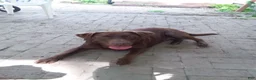 Labrador Retriever dogs for sale: Labrador Retriever 1 - Ad 10