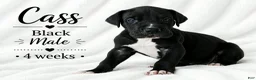 Great Dane dogs for sale: Sibley  - Ad 8