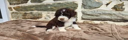 Portuguese Water Dog dogs for sale: Elizabeth - Ad 13