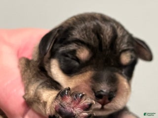 Miniature Schnauzer dogs - Ad 5