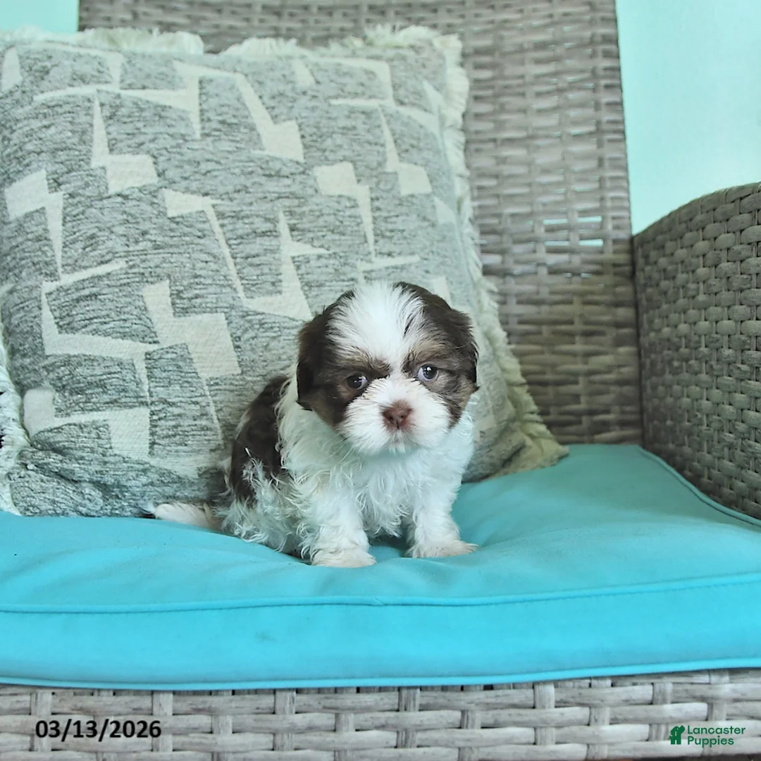 Shih Tzu dogs for sale: Denver - Ad 2