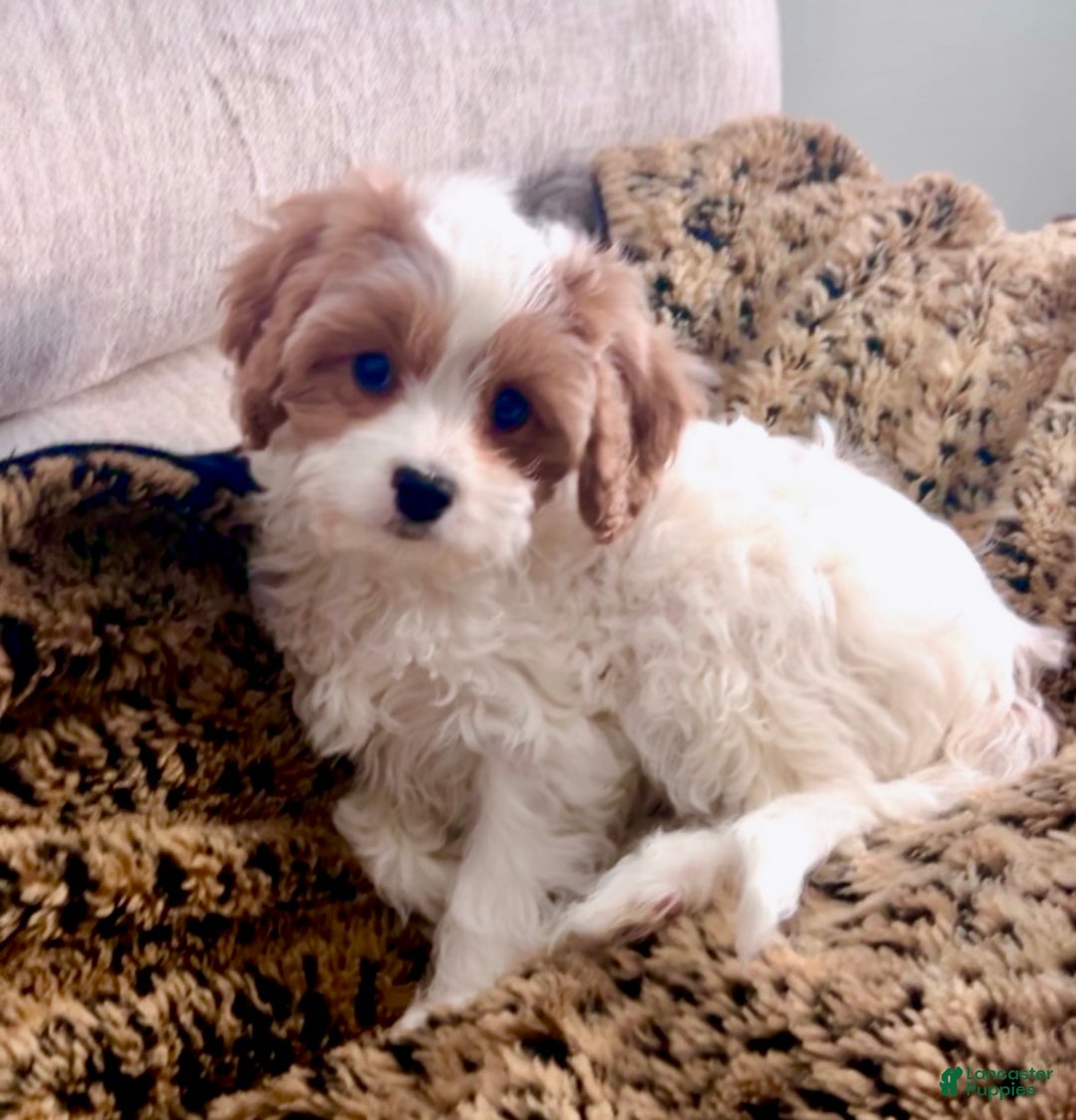 Cavapoo dogs for sale: Piper - Ad 2