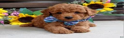 Mixed Breed dogs for sale: Peter - Ad 3