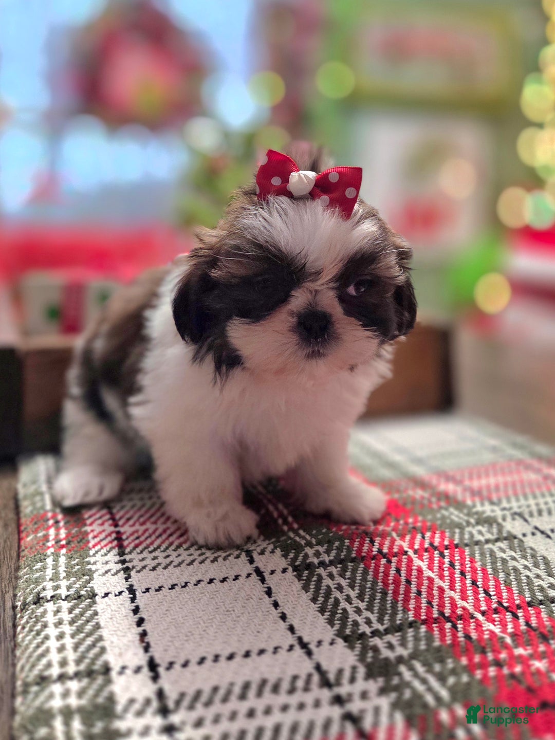 Shih Tzu dogs for sale: CINDY LOU - Ad 4