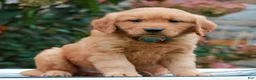 Golden Retriever dogs for sale: Michael  - Ad 3