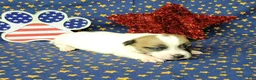 Jack Russell Terrier dogs for sale: CKC "Pilot" Delivery Available  - Ad 7